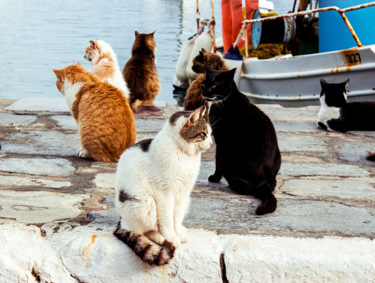 Chats Grèce