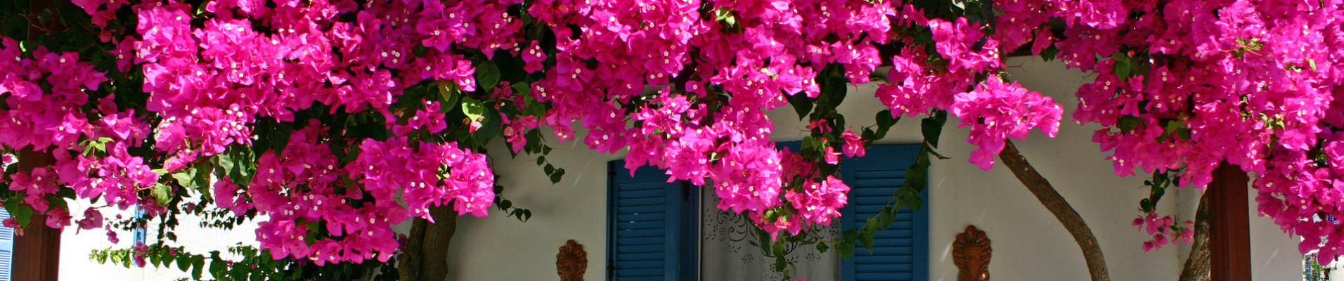 Bougainvillier