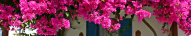 Bougainvillier