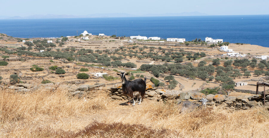 Campagne de Sifnos